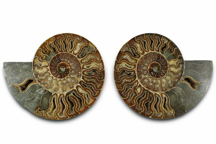 Cut & Polished Crystal-Filled Ammonite Fossil - Madagascar #362401